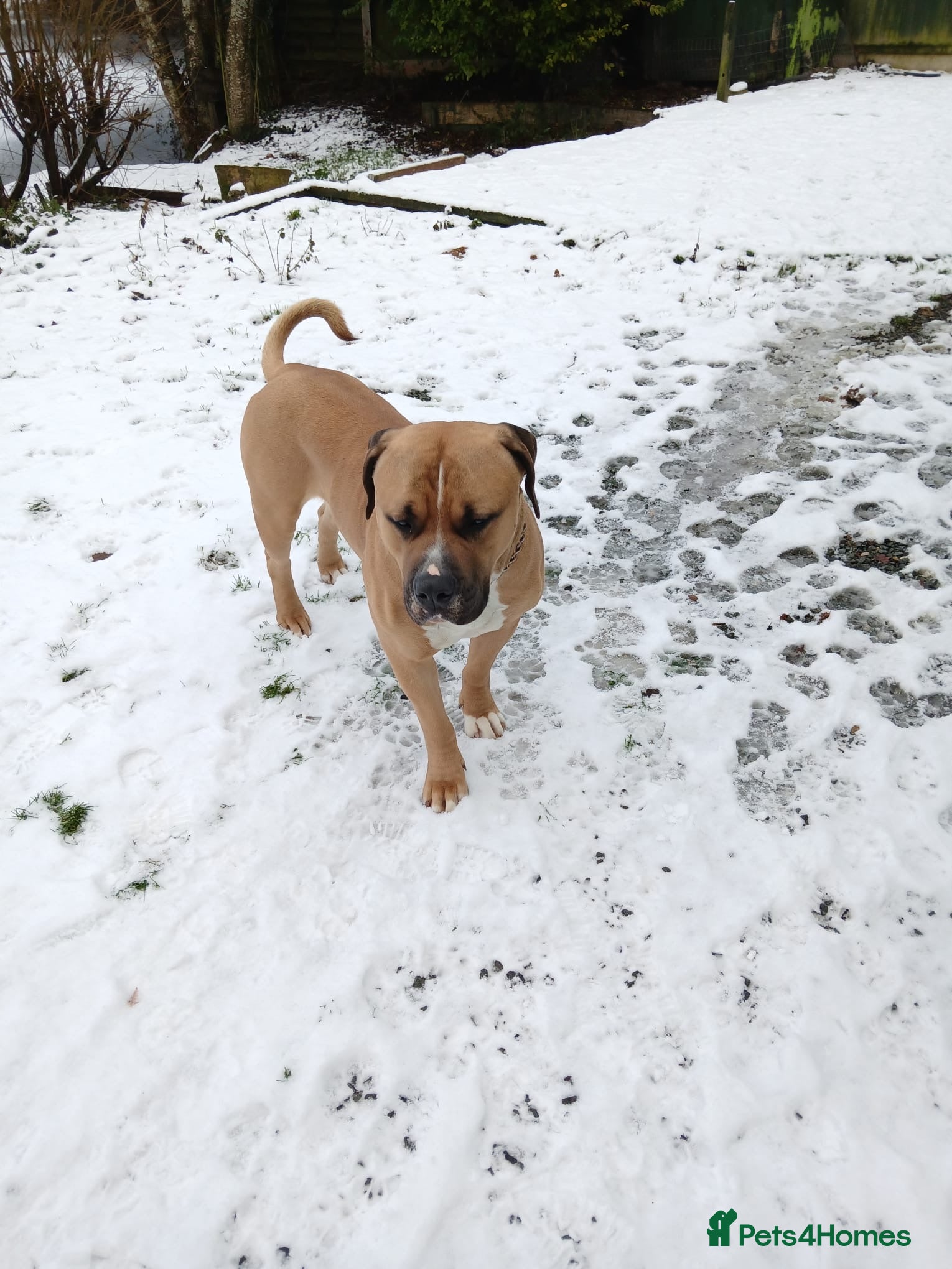 American Bulldog dogs American bulldog  - Advert 9