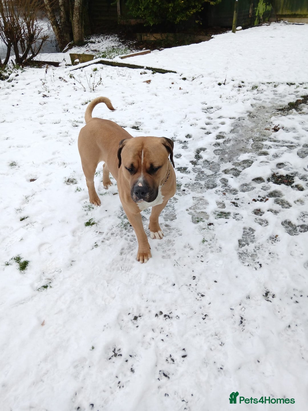 American Bulldog dogs for sale: American bulldog  - Advert 1