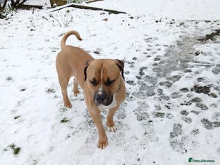 American Bulldog dogs American bulldog - Advert 4