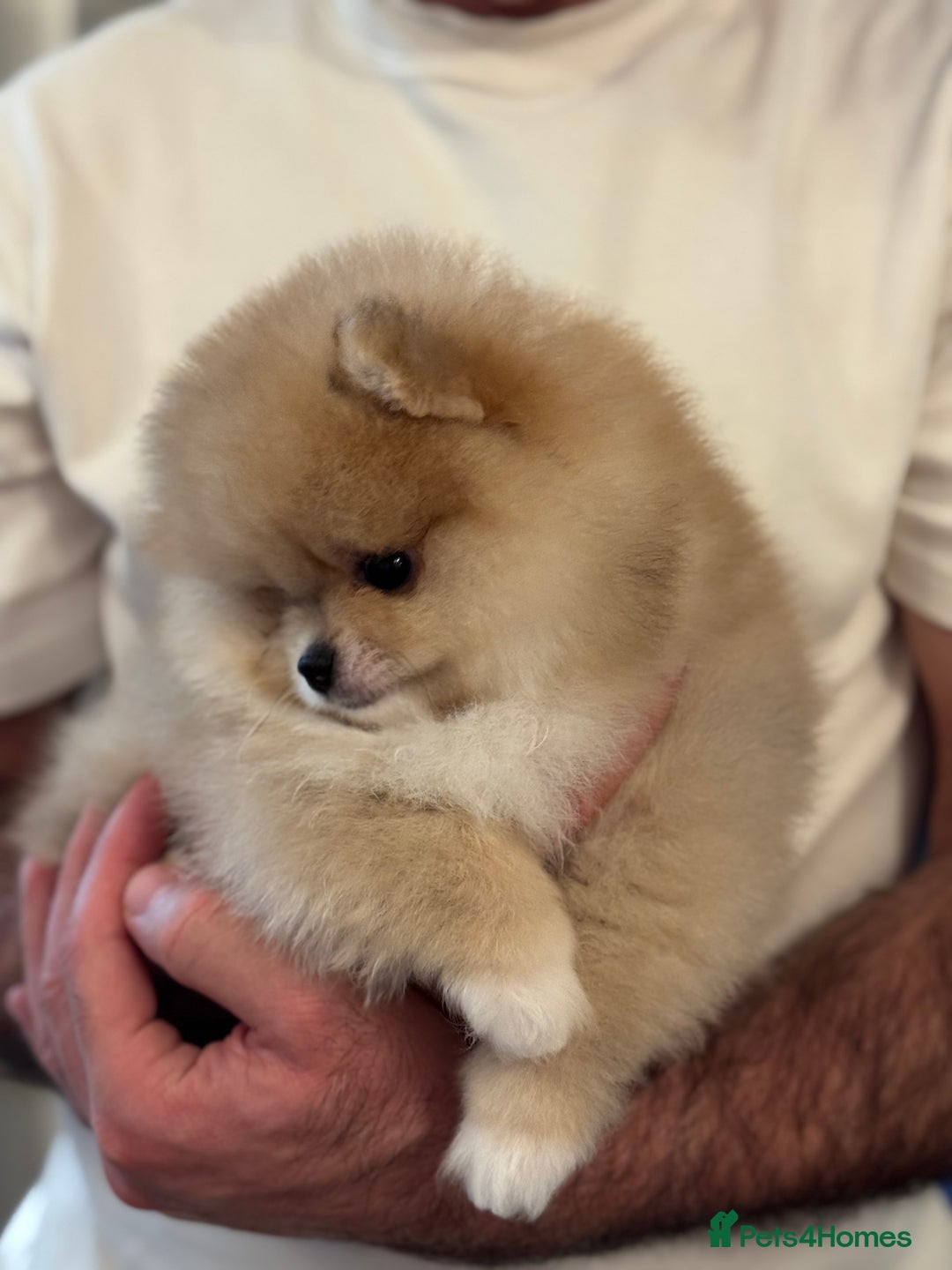 Pomeranian dogs for sale: Teddy Bear Pomeranian Puppies – Top Quality - Advert 6