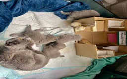 British Shorthair cats for sale: 💕Pure BSH Kittens – Family Raised, Ready December - Image 22