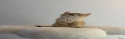 British Shorthair cats for sale: Beautiful GCCF Reg Golden Girl  - Advert 12