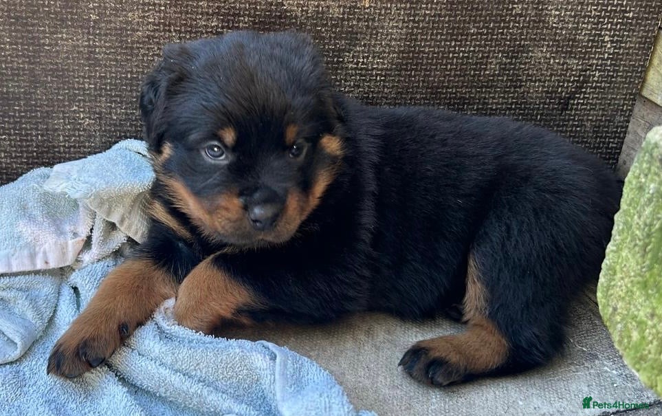 Rottweiler dogs Rottweilers 5 short coats❤️2 long coats  - Advert 3