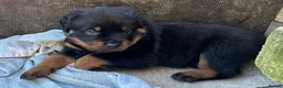 Rottweiler dogs for sale: Rottweilers KC reg full tested TOP QUALITY  - Advert 16