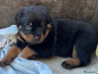 Rottweiler dogs Rottweilers 5 short coats❤️2 long coats - Advert 3