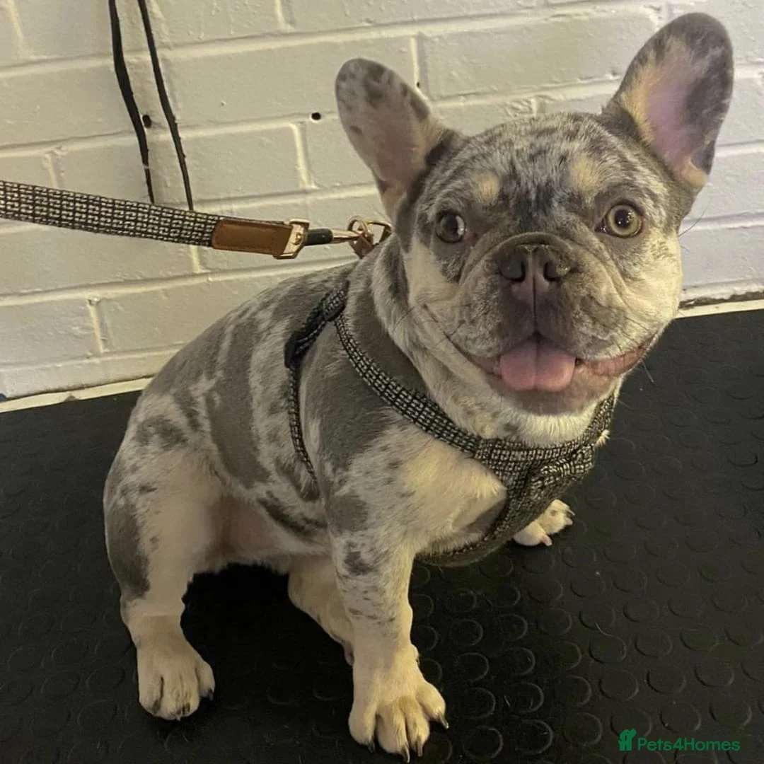 French Bulldog dogs for stud: Lilac tan merle in Sheffield - Advert 26