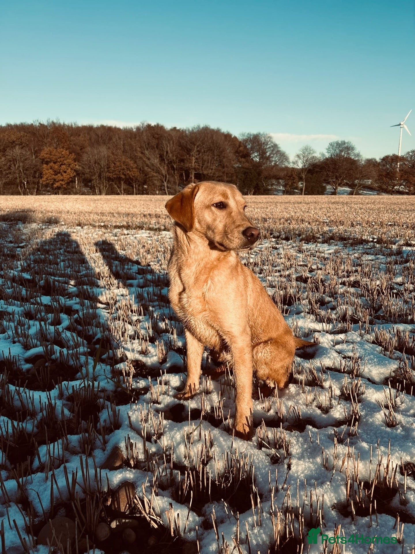 Labradoodle dogs for sale: Labradoodles - Advert 1
