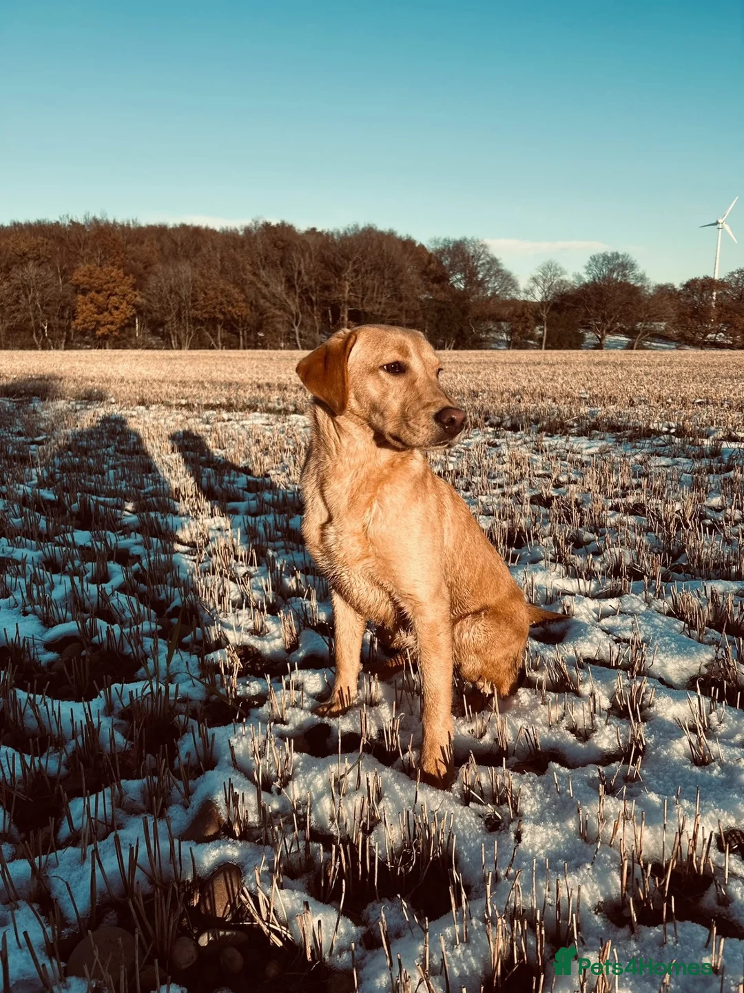 Labradoodle dogs for sale: Labradoodles - Advert 1