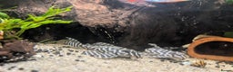 Plecos fish for sale: Cracked Zebra Plecos, Clown Plecos and More  - Advert 4
