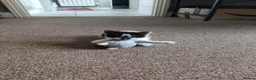 Domestic Shorthair cats for sale: 4 little kittens are looking for a family in Norwich - Advert 15