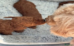 Toy Poodle dogs for sale: Pocket-Sized Love&Personality: Meet Our Toy Poodle - Image 8