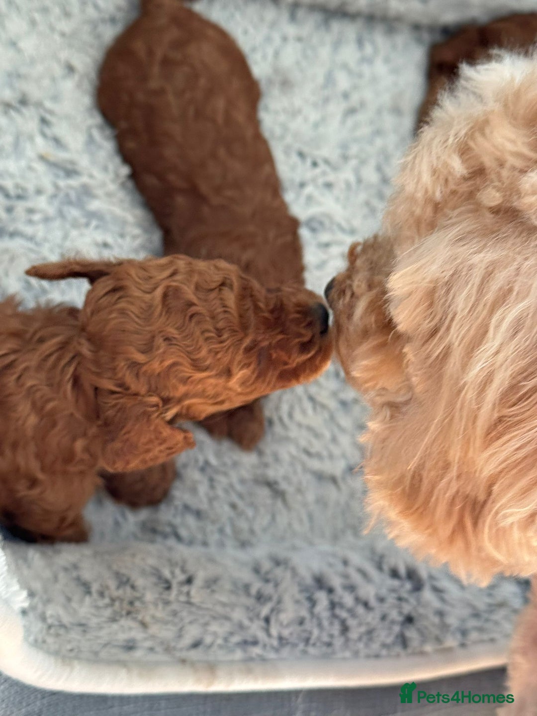 Toy Poodle dogs for sale: Pocket-Sized Love&Personality: Meet Our Toy Poodle - Image 8