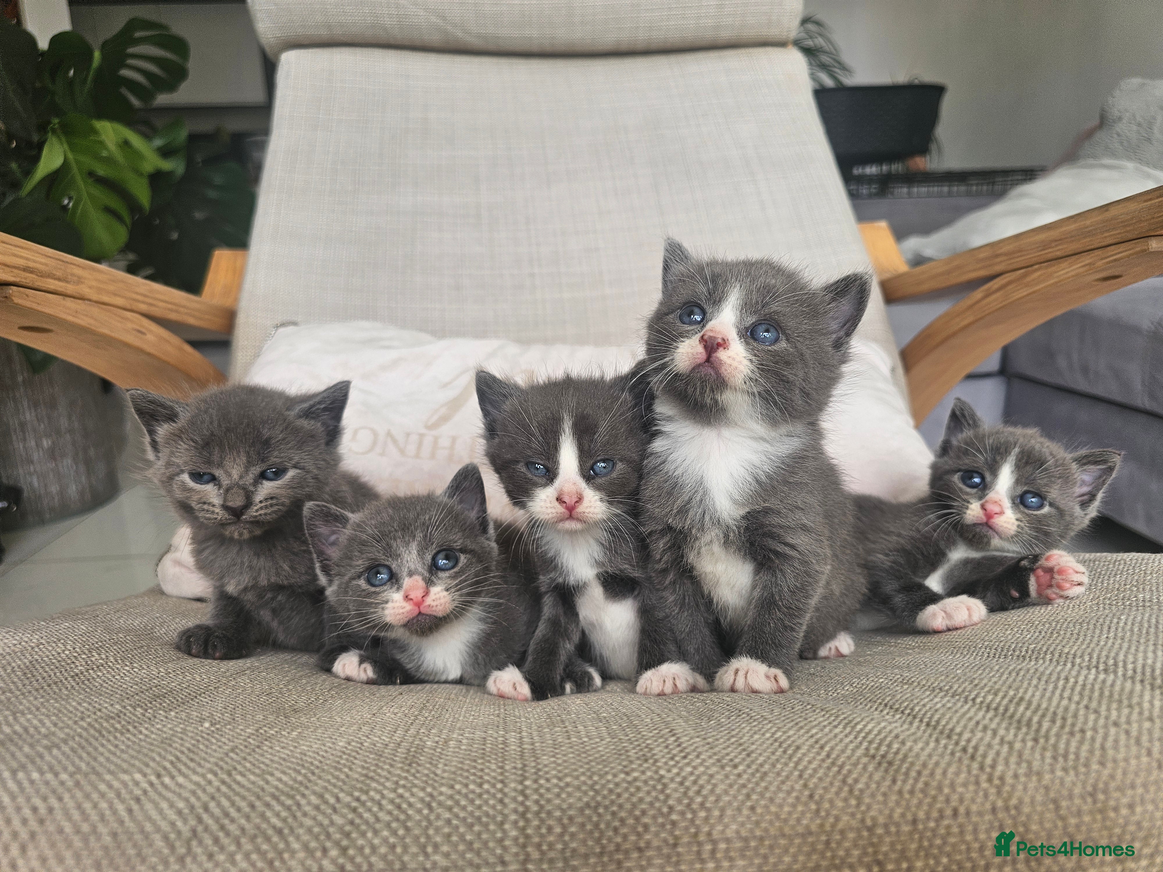 Russian Blue cats Grey kittens Russian Blue crossed  - Advert 2