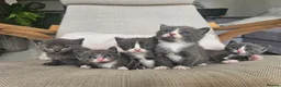 Russian Blue cats for sale: Grey kittens Russian Blue crossed  - Advert 2