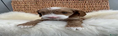Cockapoo 3