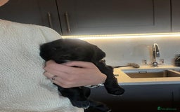 Cocker Spaniel dogs for sale: Gorgeous KC Working Cocker Spaniel Puppy Available - Image 37