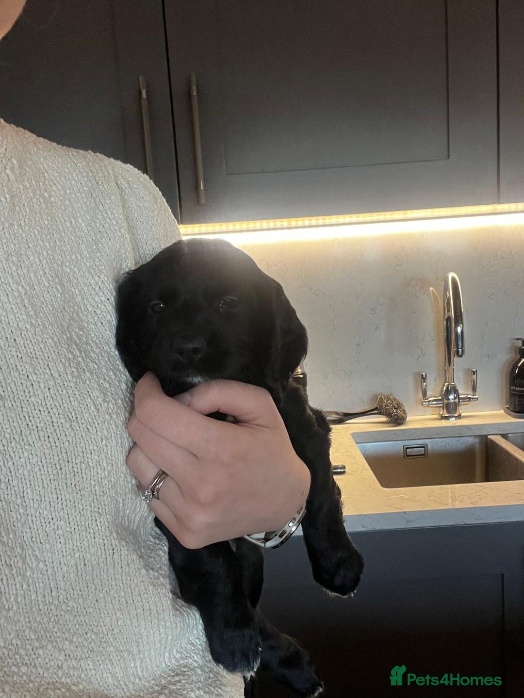 Cocker Spaniel dogs for sale: Gorgeous KC Working Cocker Spaniel Puppy Available - Image 37