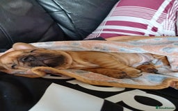French Bulldog dogs for sale: KC HEALTH TESTED STANDARD FRENCH BULLDOG PUPS - Image 1