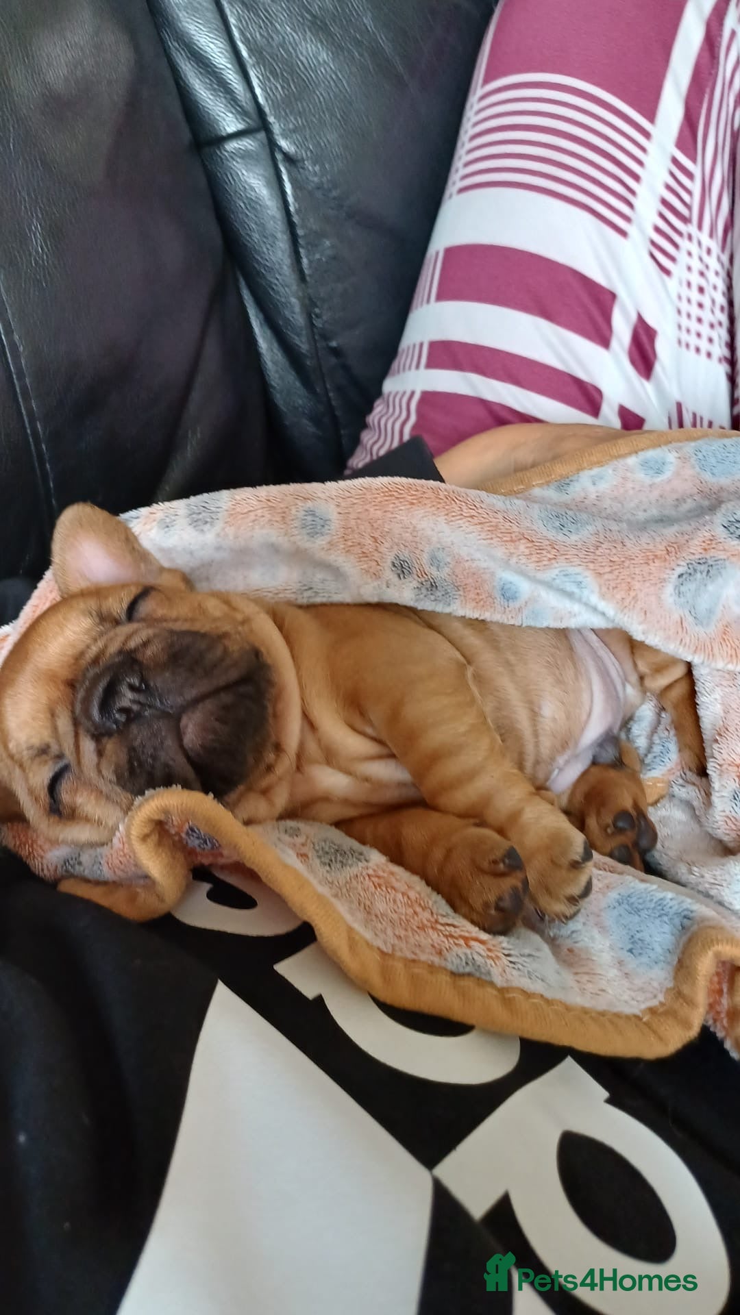 French Bulldog dogs for sale: KC HEALTH TESTED STANDARD FRENCH BULLDOG PUPS - Image 1