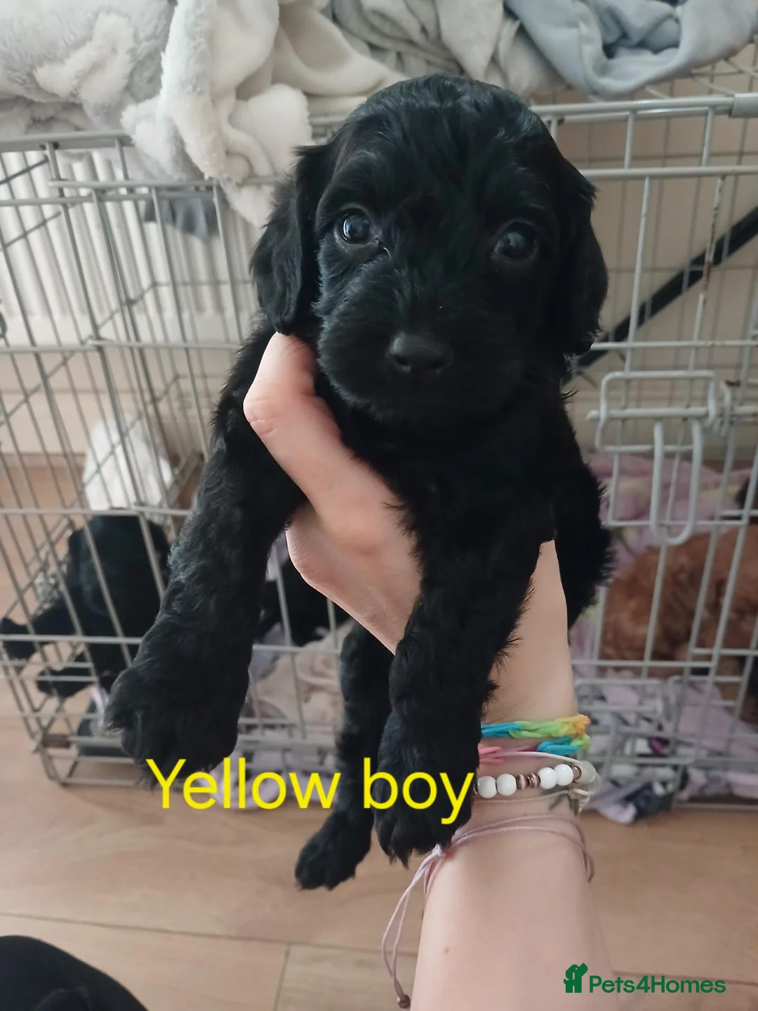Cockapoo dogs for sale: Cockapoo puppies  - Advert 12
