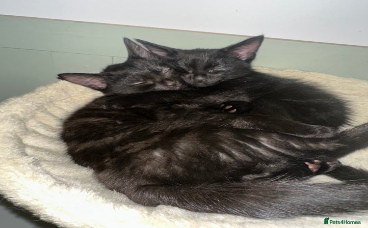 Mixed Breed cats - Advert 14
