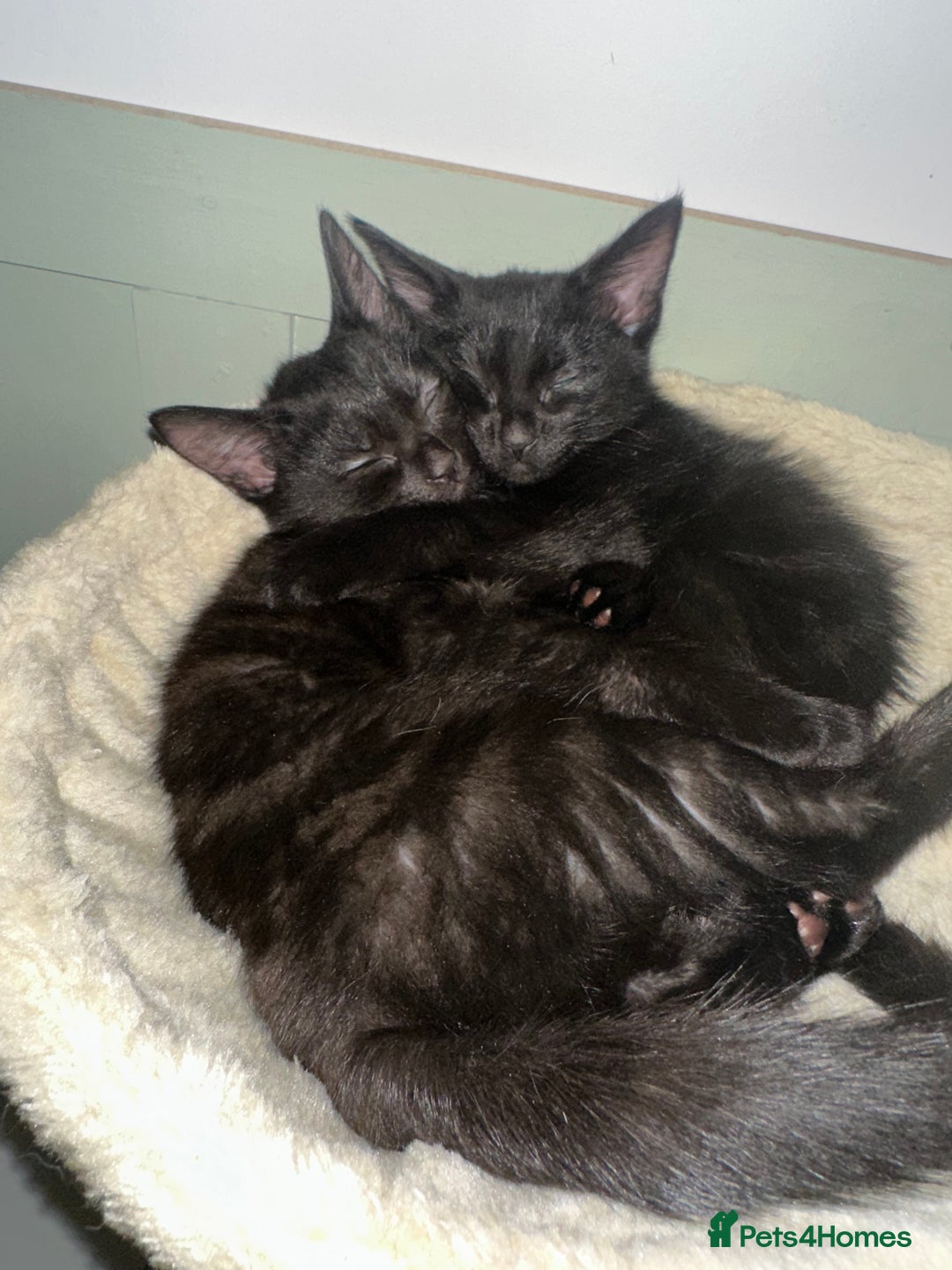 Mixed Breed cats for sale: 3 Female Ghost Tabby’s For Sale - Image 1