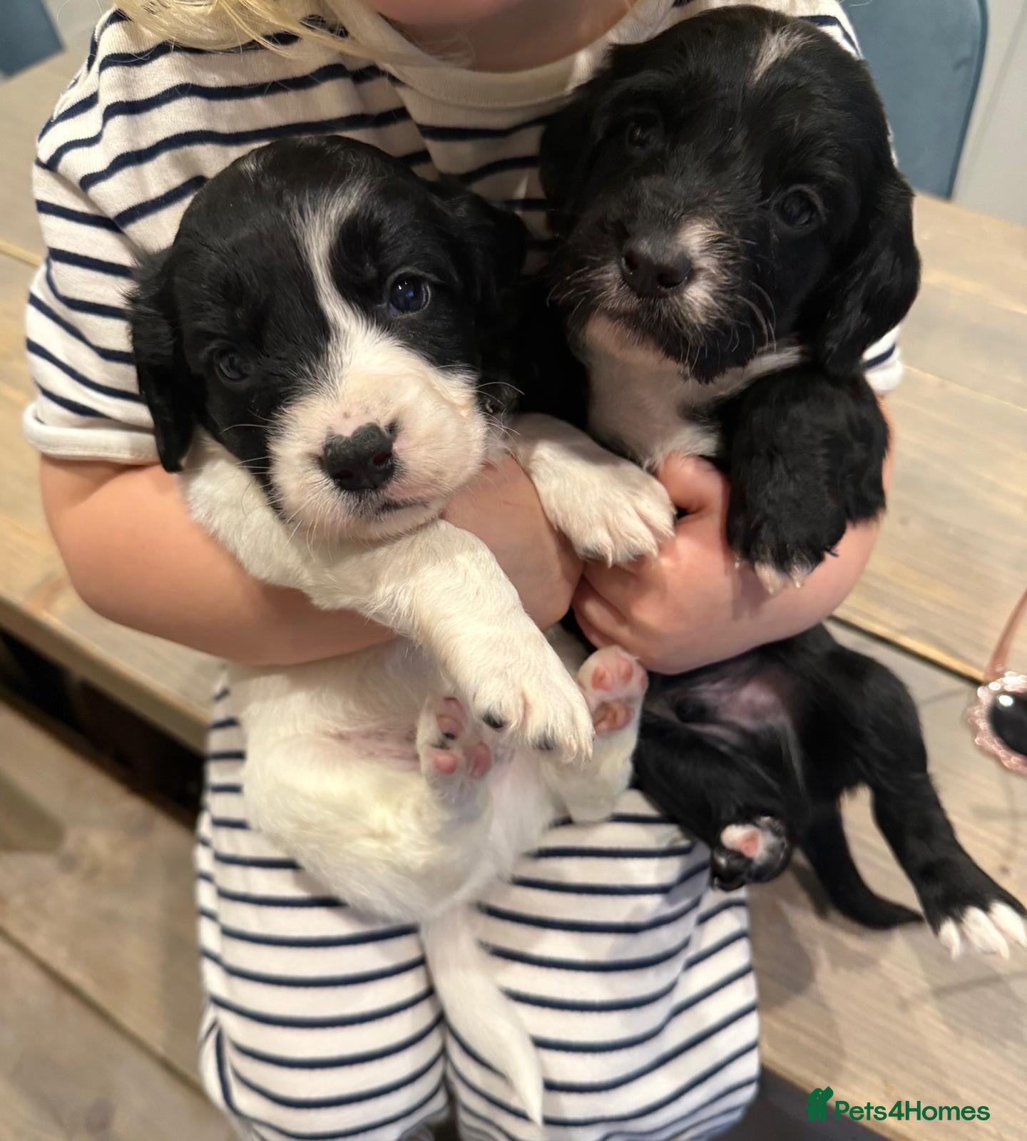 Sprocker dogs Stunning Sprocker pups 🐶💕 - Advert 9