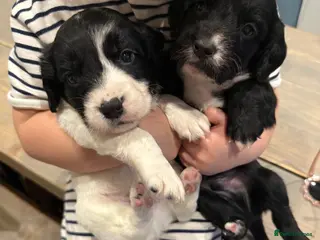 Sprocker dogs Stunning Sprocker pups 🐶💕 - Advert 9