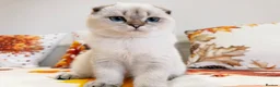 Scottish Fold cats for sale: 🐾 Stunning Scottish Fold Girl  🐾 - Advert 13