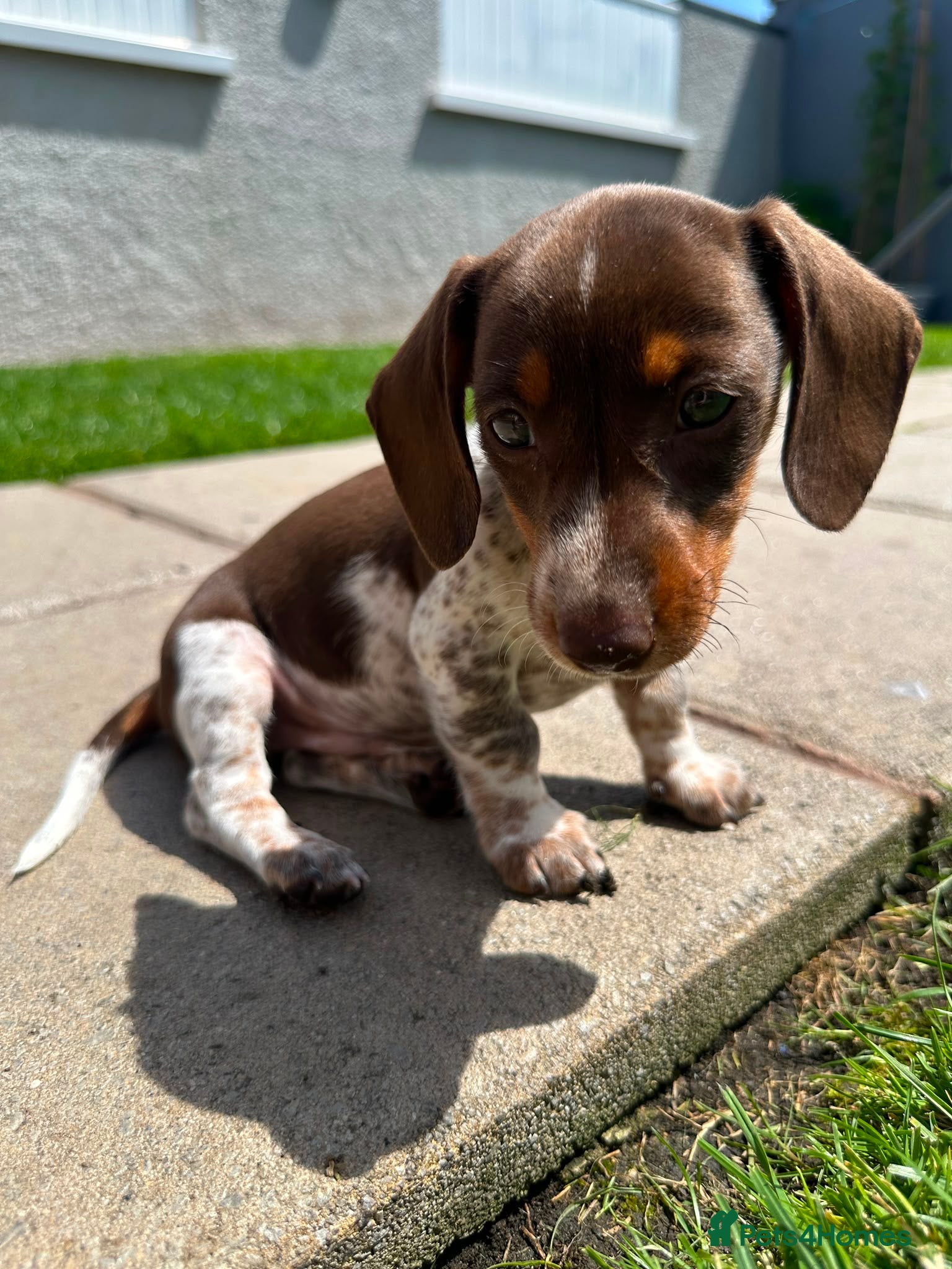 Dachshund dogs Male puppy pedigree dachshund - Advert 15