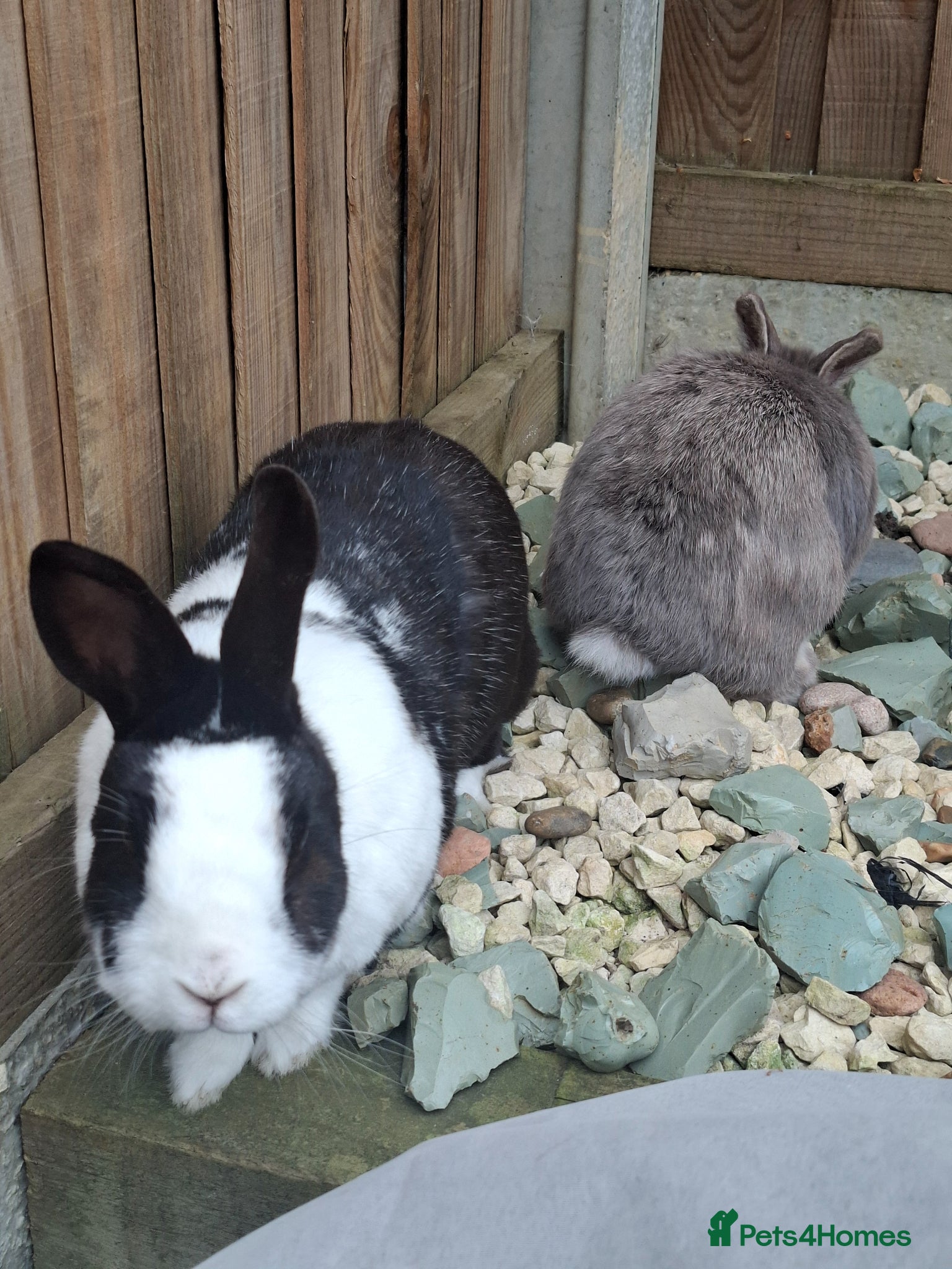 Netherland Dwarf rabbits for sale: Klompje (M) & Sapheiri (F) bonded couple. 7-8yrs in Bury Saint Edmunds - Advert 16