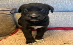 Mixed Breed dogs for sale: Labrador Cross Husky Girls  - Image 10