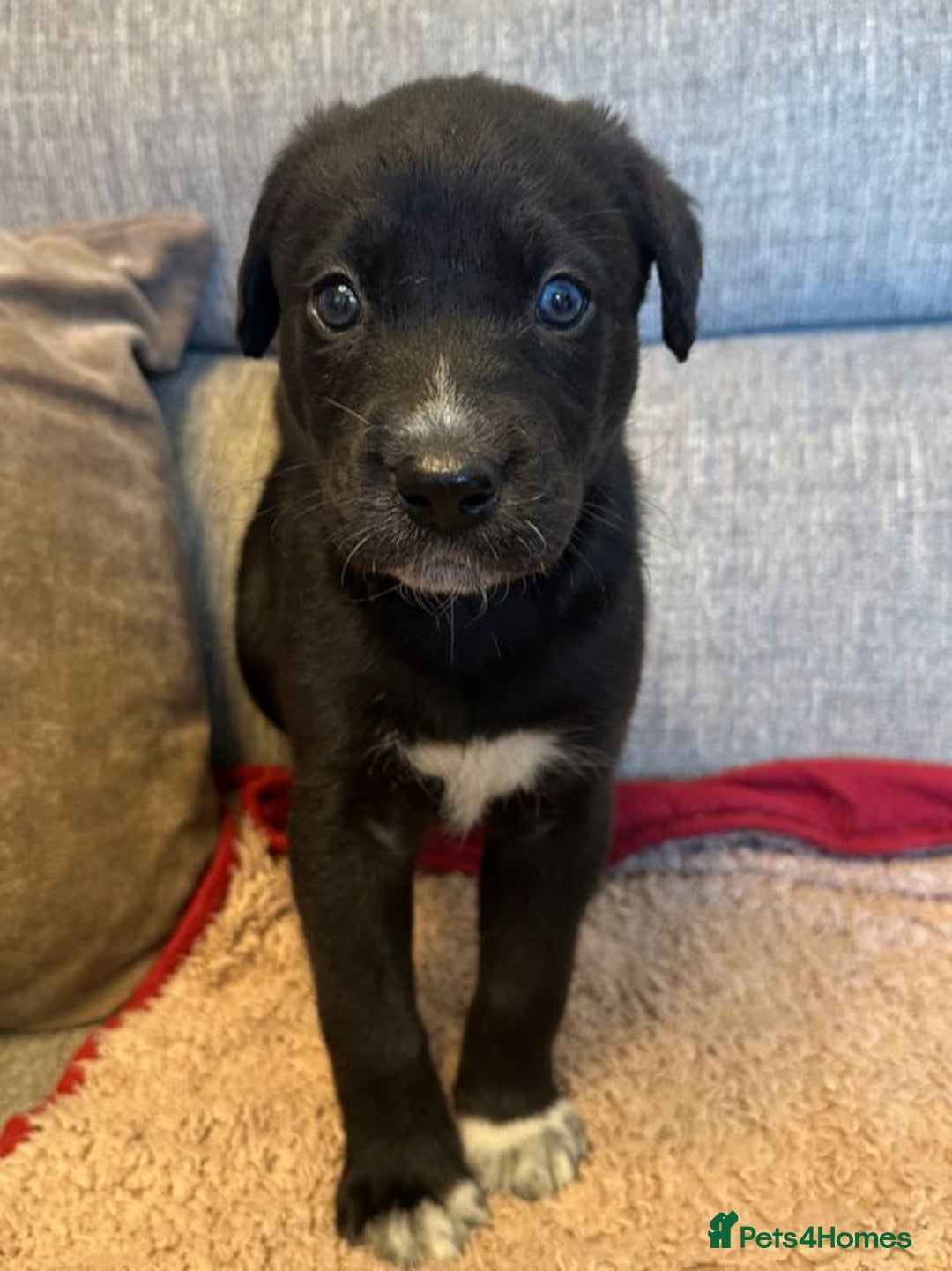 Mixed Breed dogs for sale: Labrador Cross Husky Girls  - Image 10