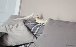 Cockatiels birds for sale: 2 cockatiels for sale - Image 5