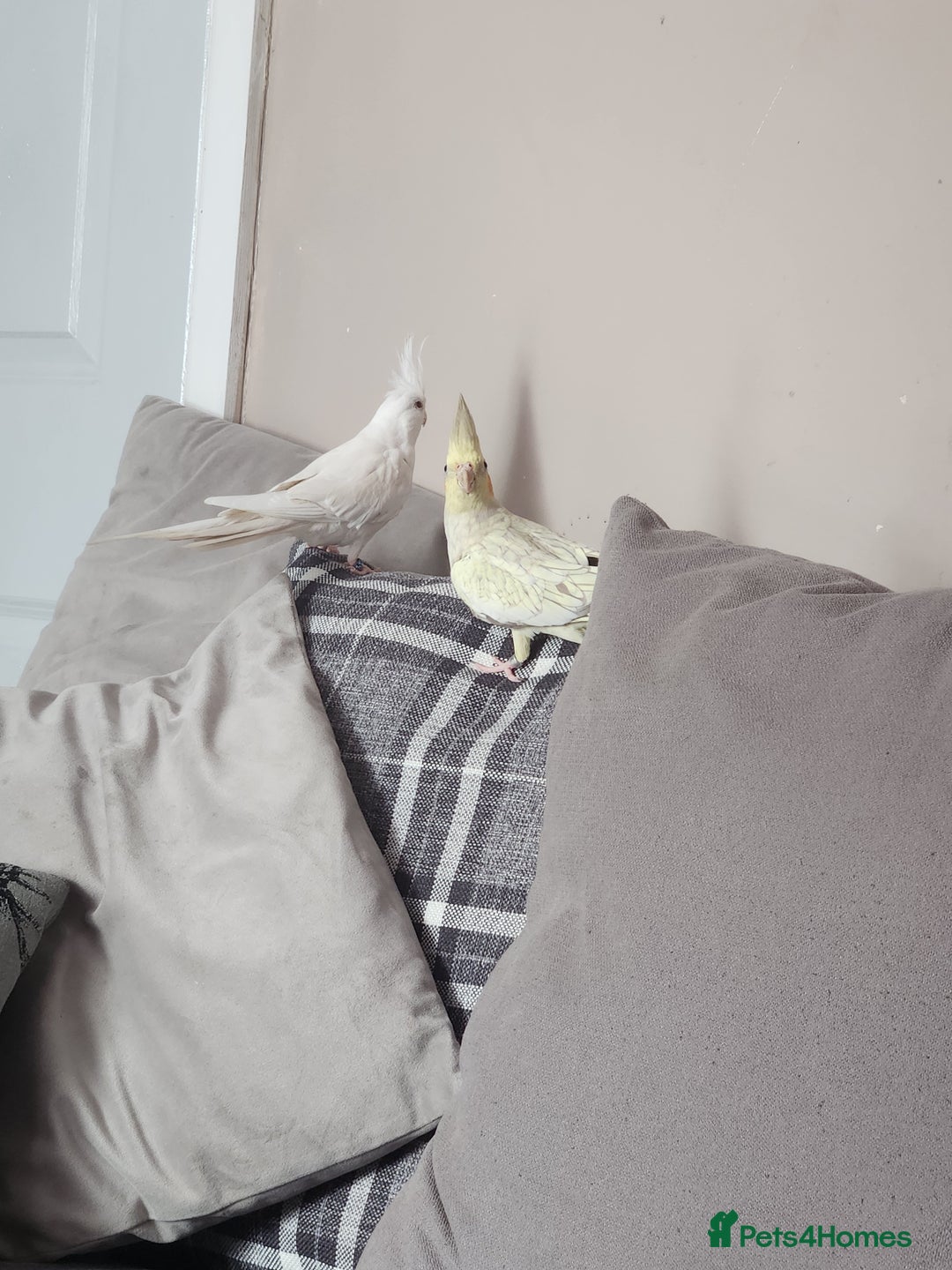 Cockatiels birds for sale: 2 cockatiels for sale - Image 5