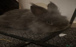 Mini Lion Lop rabbits for sale: Mini lop and double mane lionhead rabbits - Image 2