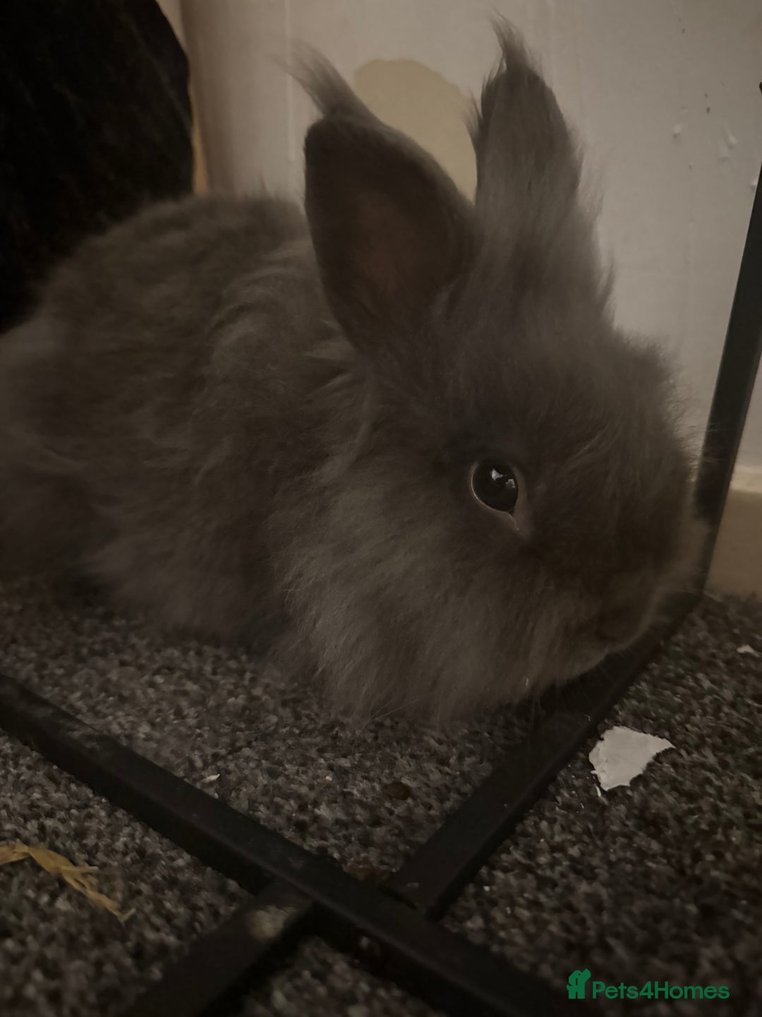 Mini Lion Lop rabbits for sale: Mini lop and double mane lionhead rabbits - Image 2