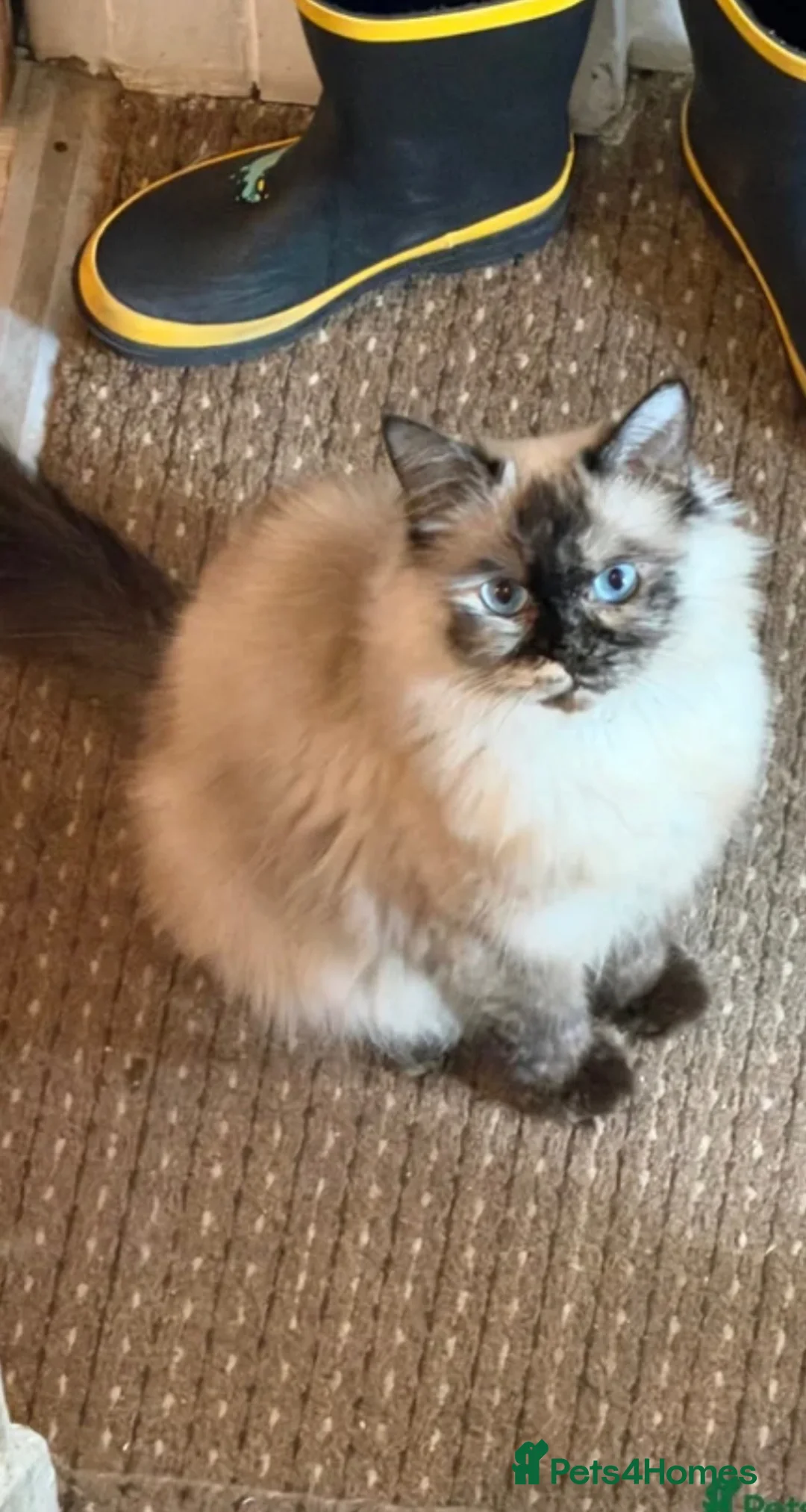 Maine Coon cats for sale: Maincoon x Ragdoll kitten male - Advert 2