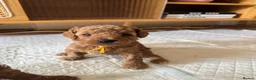 Toy Poodle dogs for sale: Puppies 🐶 Kennel Club Registered  - Advert 11
