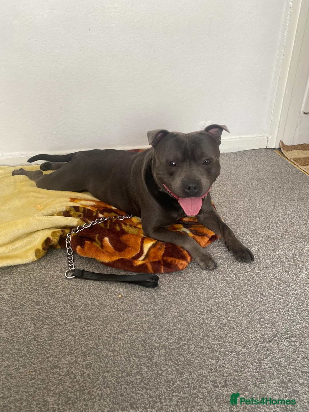 Staffordshire Bull Terrier dogs for sale: My boy! in Birmingham - Advert 1
