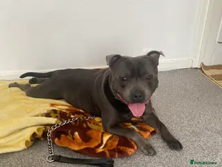 Staffordshire Bull Terrier dogs My boy! in Birmingham - Advert 4