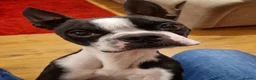 Boston Terrier dogs for stud: Boston for stud in Bristol - Advert 4