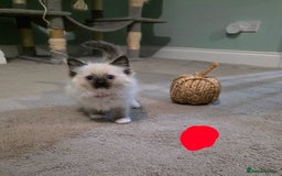 Ragdoll cats for sale: Gorgeous pure breed Ragdoll kittens  - Image 2