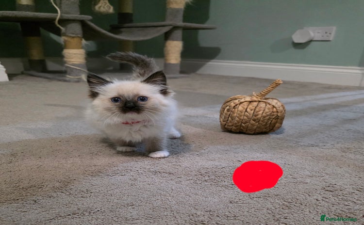 Ragdoll cats - Advert 6