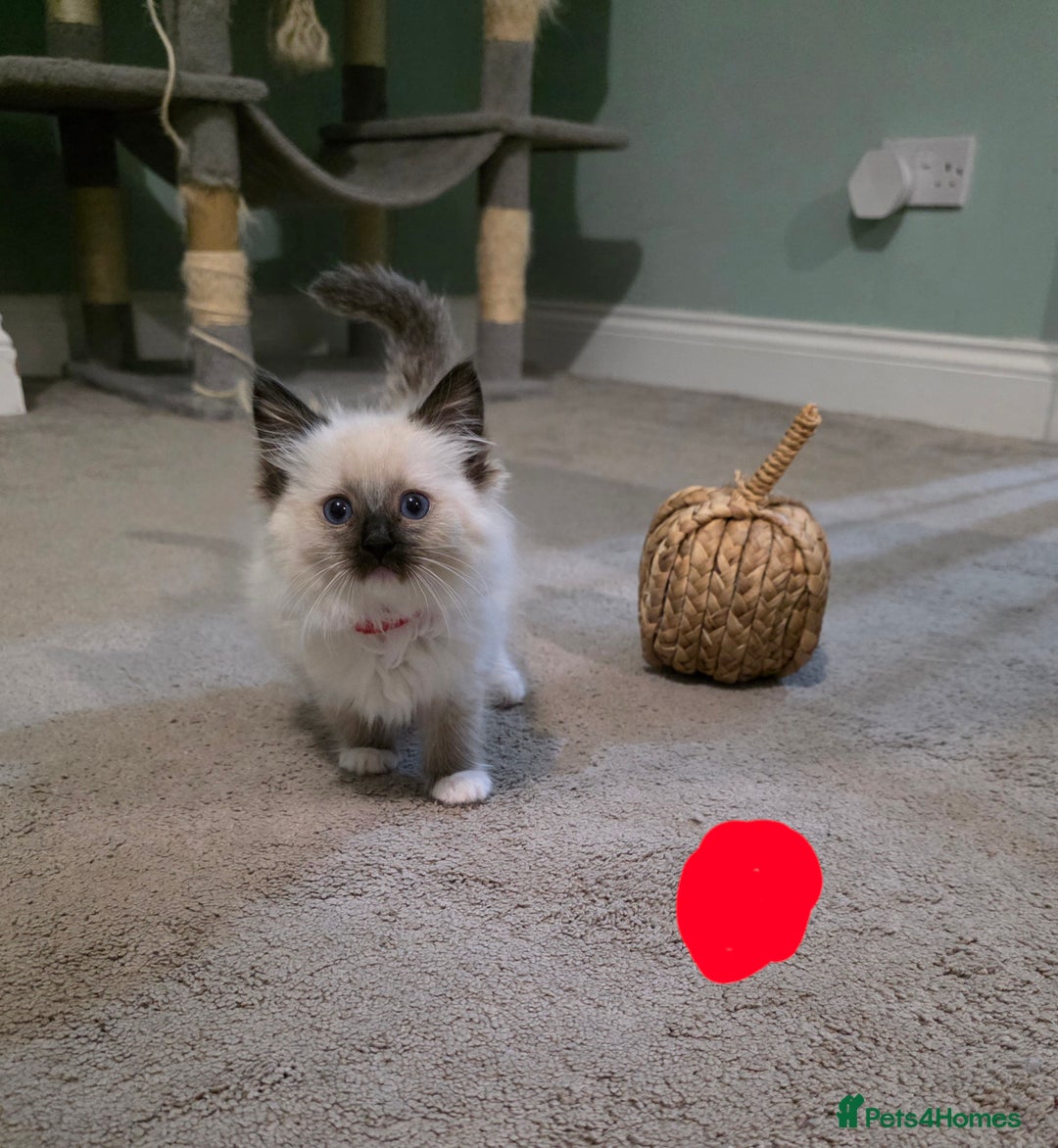 Ragdoll cats for sale: Gorgeous pure breed Ragdoll kittens  - Image 2