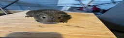 Guinea Pig rodents for sale: 2 beautiful male guinea pigs in Huddersfield - Advert 3