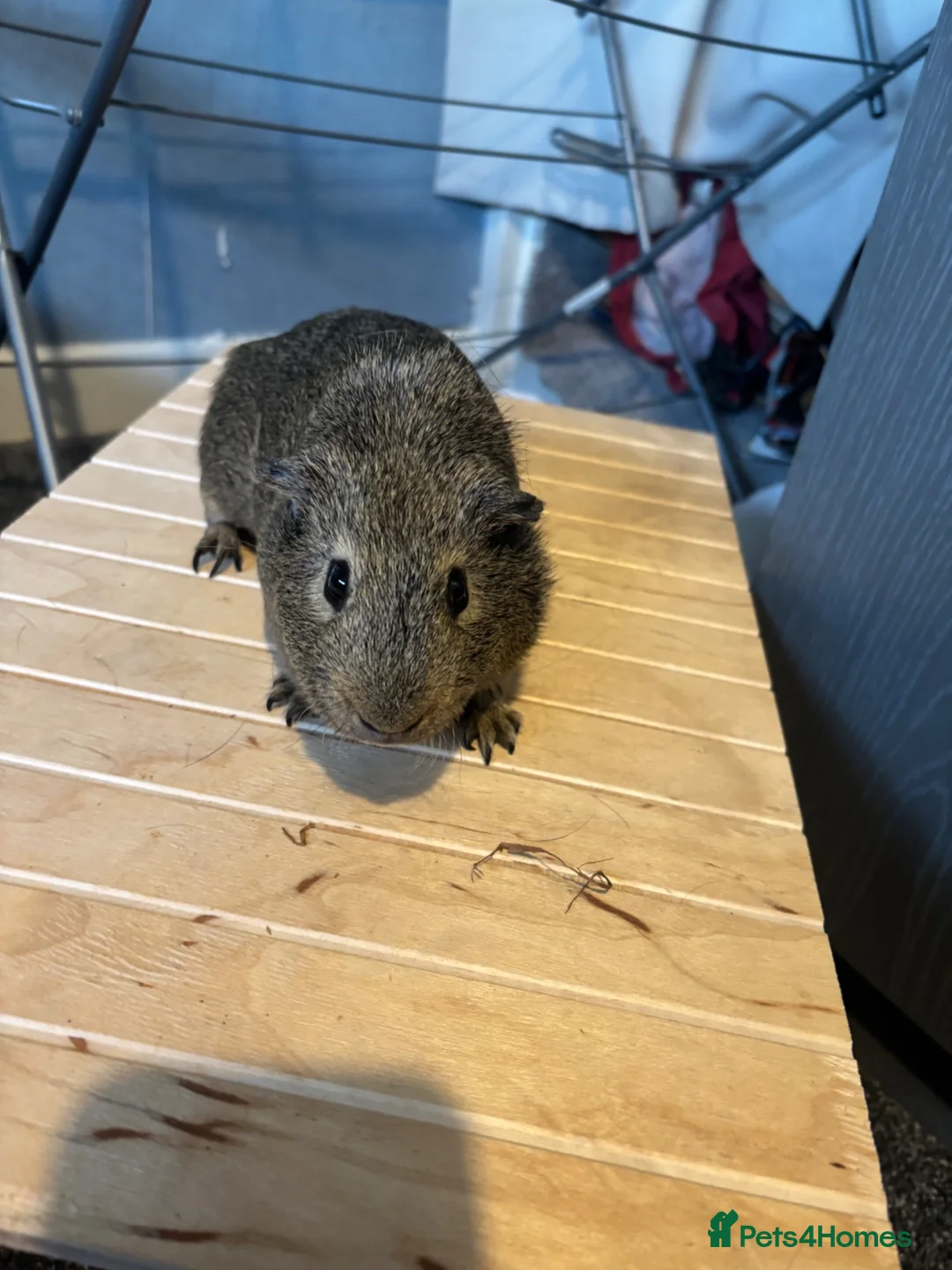 Guinea Pig rodents for sale: 2 beautiful male guinea pigs in Huddersfield - Advert 3