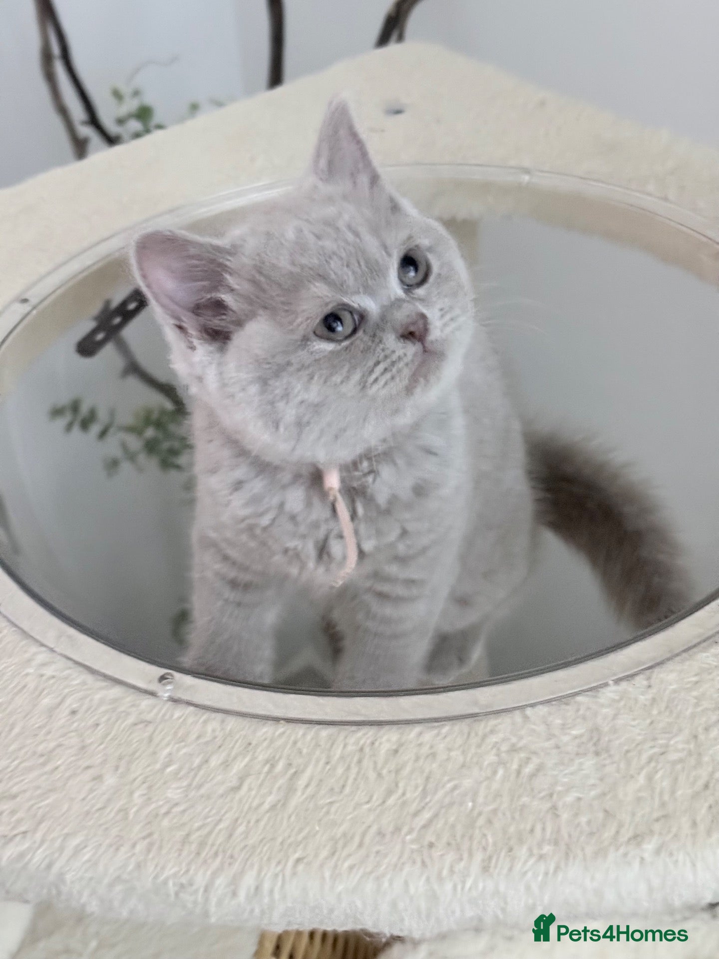 British Shorthair cats for sale: 100% PURE 1 BOY+1 GIRL LEFT - Advert 18