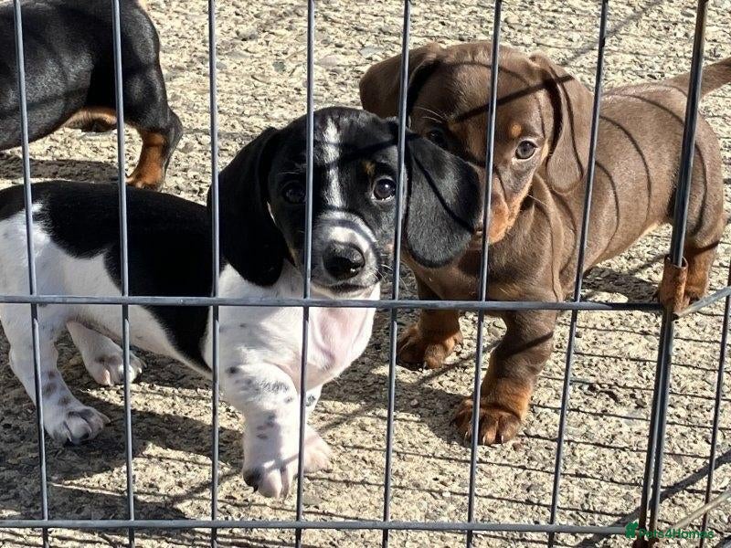 Miniature Dachshund dogs LOVELY MINIATURE DACHSHUNDS PUPPIES FOR SALE - Advert 2