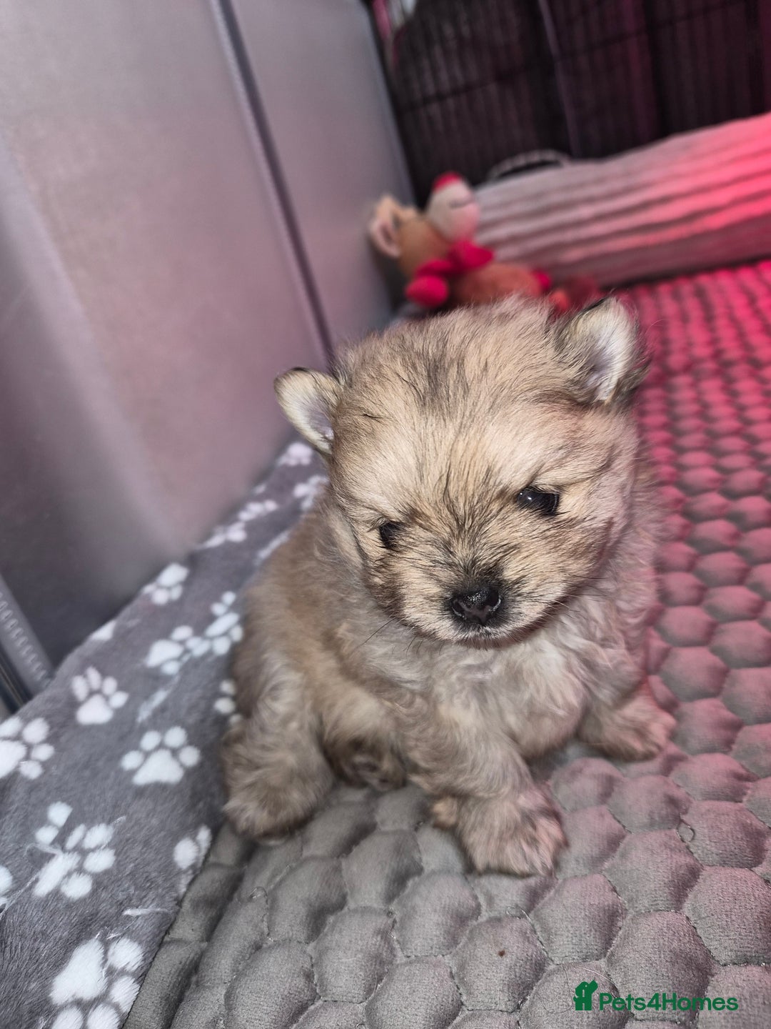 Pomeranian dogs for sale: Goergeos Pomeranian Puppy's💙❤️ - Advert 25